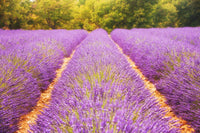 Lavender Essential Oil: 2oz
