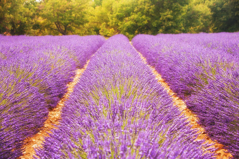 Lavender Essential Oil: 2oz