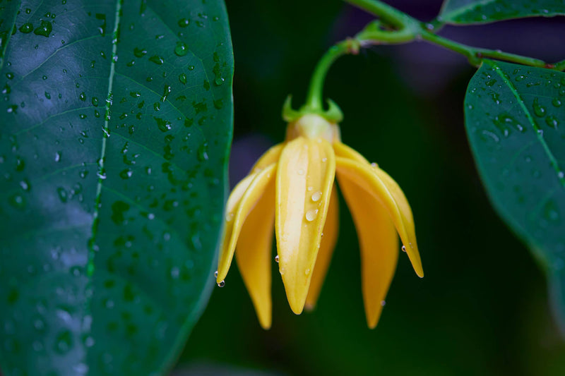 Ylang Ylang Essential Oil: 2oz